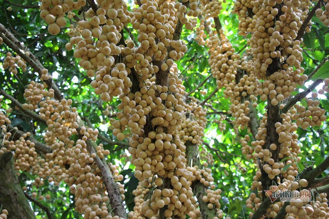 M&ecirc; mẩn vườn d&acirc;u lớn nhất miền T&acirc;y, tr&aacute;i k&iacute;n đặc từ gốc đến ngọn - Ảnh 5.