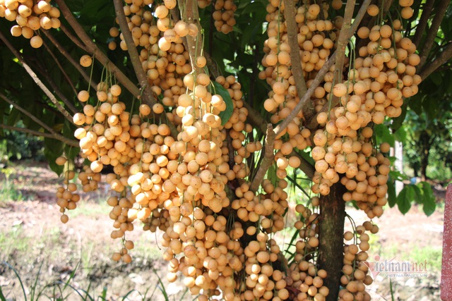 M&ecirc; mẩn vườn d&acirc;u lớn nhất miền T&acirc;y, tr&aacute;i k&iacute;n đặc từ gốc đến ngọn - Ảnh 7.