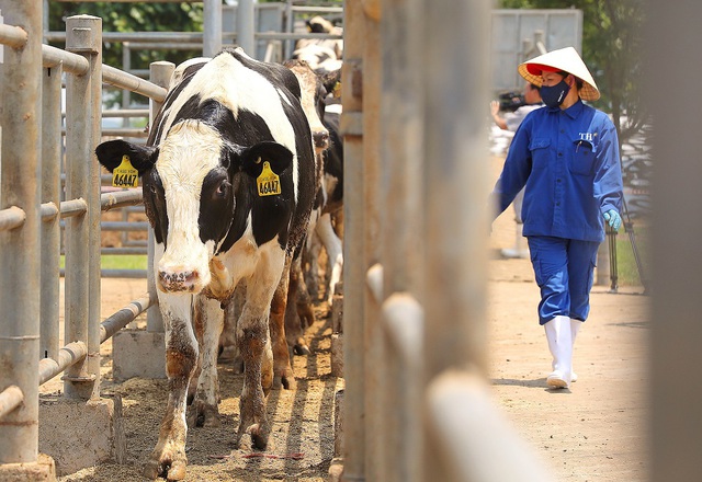 Thêm 1.645 con bò sữa Mỹ giống cao sản thuần chủng HF về trang trại TH - Ảnh 1.