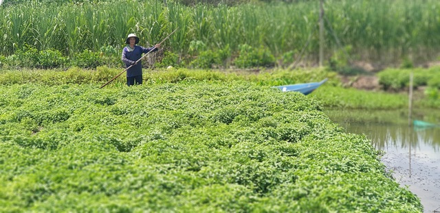 Về thăm thủ phủ sương sáo tại miền Tây - Ảnh 1.