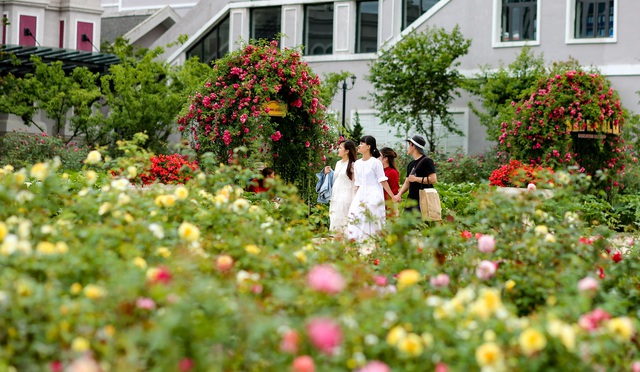 Kỷ lục thung lũng hoa hồng lớn nhất Việt Nam tại Sapa có gì đặc biệt? - Ảnh 11.