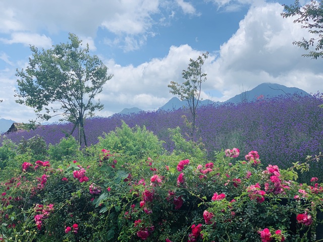 Kỷ lục thung lũng hoa hồng lớn nhất Việt Nam tại Sapa có gì đặc biệt? - Ảnh 13.