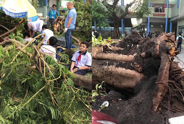 Học sinh tử vong vì cây đổ trong sân trường, trách nhiệm bồi thường thuộc về ai? - Ảnh 2.