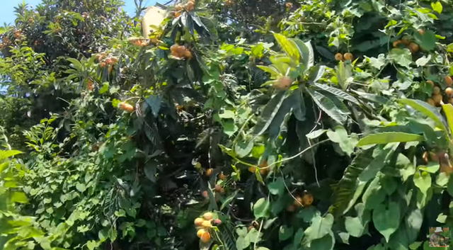 Thứ quả nh&agrave; gi&agrave;u 3-4 triệu/kg ở Việt Nam, b&ecirc;n Nhật cho kh&ocirc;ng cả rổ - Ảnh 5.