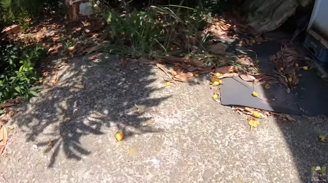 Thứ quả nh&agrave; gi&agrave;u 3-4 triệu/kg ở Việt Nam, b&ecirc;n Nhật cho kh&ocirc;ng cả rổ - Ảnh 6.