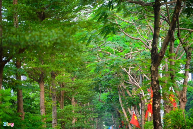 Đường đi bộ tràn cây xanh mới xuất hiện ở Hà Nội - Ảnh 2.
