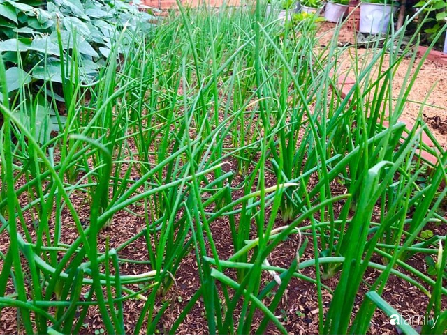 Bí quyết trộn đất giản đơn mà hiệu quả giúp khu vườn 70m² trồng cây gì cũng tốt tươi xanh mát của mẹ đảm ở Huế - Ảnh 15.