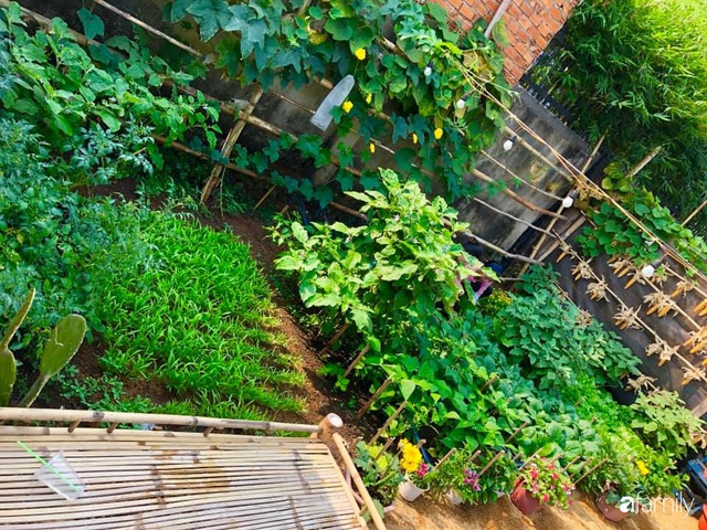 Bí quyết trộn đất giản đơn mà hiệu quả giúp khu vườn 70m² trồng cây gì cũng tốt tươi xanh mát của mẹ đảm ở Huế - Ảnh 5.