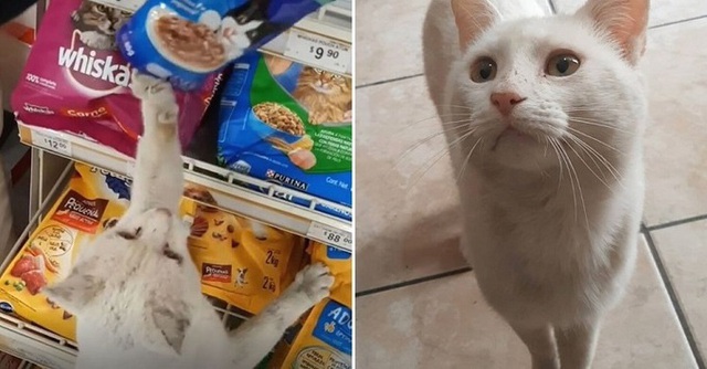 Chú mèo biết gạ người mua thức ăn cho mình - Ảnh 1.