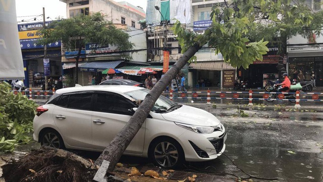 Mưa lớn khiến nhiều cây xanh nội đô Cần Thơ bật gốc đè vào ô tô - Ảnh 1.