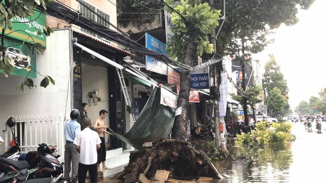 Mưa lớn khiến nhiều cây xanh nội đô Cần Thơ bật gốc đè vào ô tô - Ảnh 3.