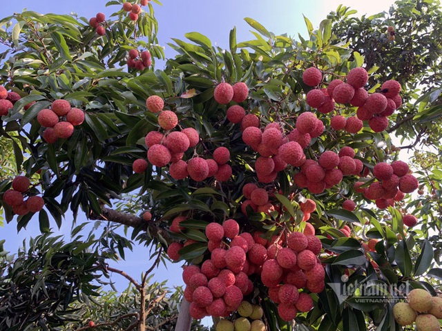 Ba mươi năm, lão nông Sán Dìu tạo quả vải thiều đắt nhất Việt Nam - Ảnh 3.