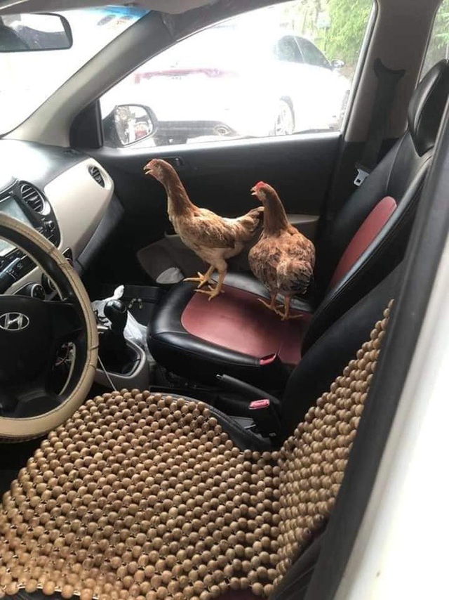 Cả đàn gà thoải mái ngồi trong ô tô điều hòa mát lạnh khiến người đi đường tròn mắt ngạc nhiên - Ảnh 3.