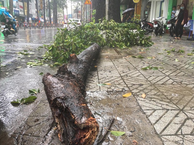 TP.HCM: C&agrave;nh c&acirc;y g&atilde;y trong mưa, đ&egrave; một người đi đường tử vong - Ảnh 2.