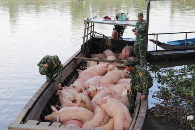 Dịch tả lợn châu Phi tái phát ở Quảng Ninh, Bộ NN&PTNT ra công văn “khẩn” - Ảnh 2.