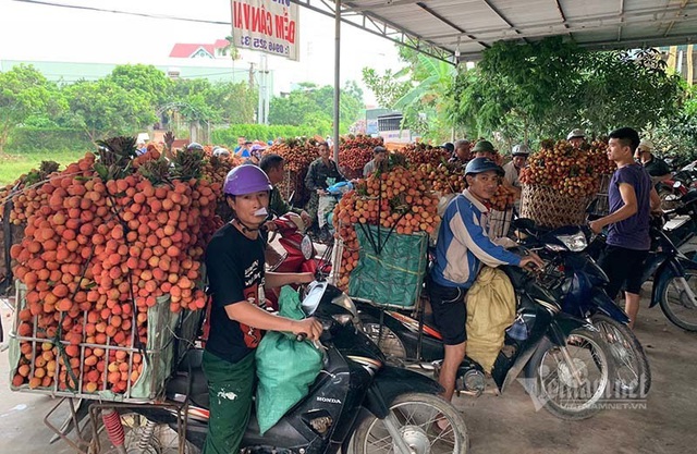 Ra khỏi trại cách ly, 45 thương lái Trung Quốc gom ngàn tấn vải thiều - Ảnh 1.