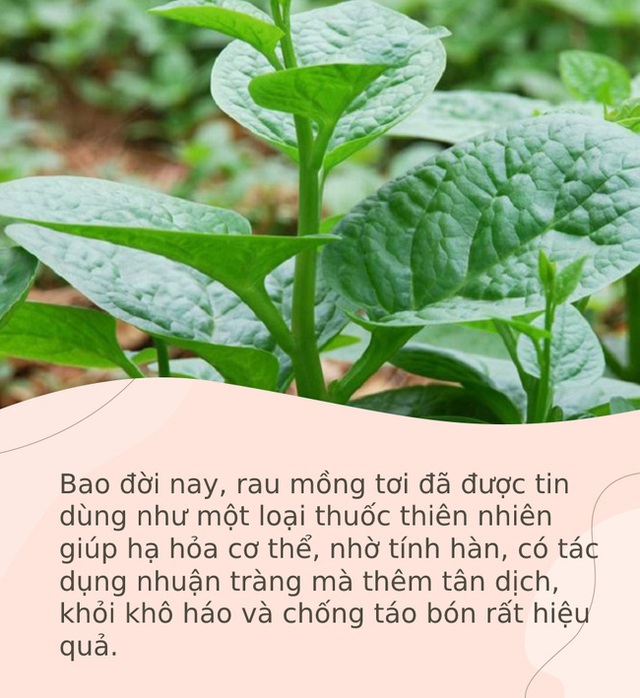 Mồng tơi là loại rau vua của mùa hè nhưng 5 nhóm người này dù thèm cũng đừng ăn - Ảnh 2. Mồng tơi là loại rau vua của mùa hè nhưng 5 nhóm người này dù thèm cũng đừng ăn - Ảnh 2.
