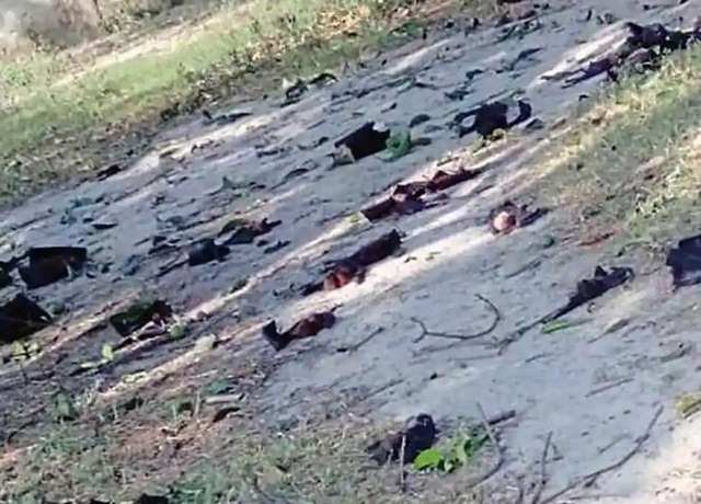 Hơn 300 con dơi chết bí ẩn, rơi hàng loạt xuống đất trong vườn xoài - Ảnh 1.