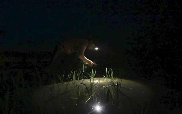 Xem nông dân Hà Nội đeo đèn pin cấy lúa từ hơn 3 giờ sáng - Ảnh 1.