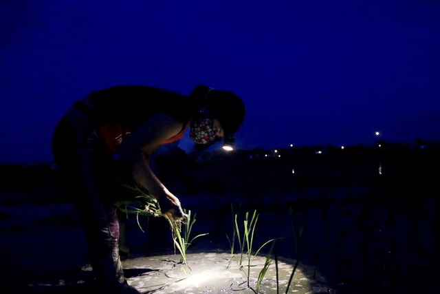 Xem nông dân Hà Nội đeo đèn pin cấy lúa từ hơn 3 giờ sáng - Ảnh 2.