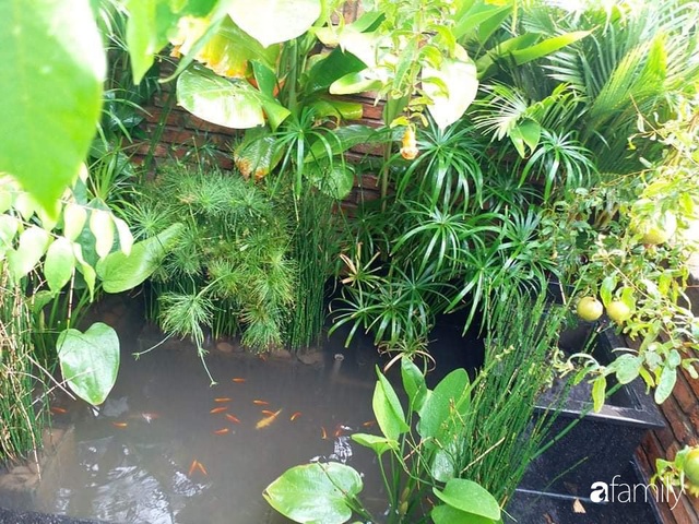 Chi gần 16 triệu đồng, ông chủ quán phở Sài Gòn thiết kế sân thượng mát lịm với hồ cá và bóng cây xanh  - Ảnh 20.