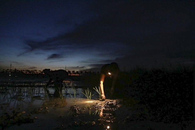 Xem nông dân Hà Nội đeo đèn pin cấy lúa từ hơn 3 giờ sáng - Ảnh 3.