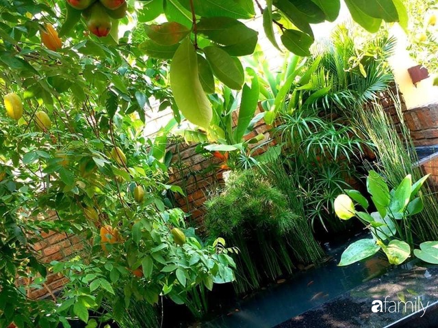 Chi gần 16 triệu đồng, ông chủ quán phở Sài Gòn thiết kế sân thượng mát lịm với hồ cá và bóng cây xanh  - Ảnh 24.