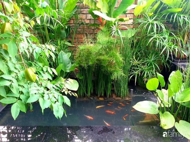 Chi gần 16 triệu đồng, ông chủ quán phở Sài Gòn thiết kế sân thượng mát lịm với hồ cá và bóng cây xanh  - Ảnh 25.