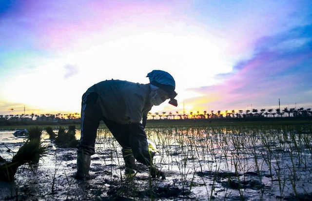 Xem nông dân Hà Nội đeo đèn pin cấy lúa từ hơn 3 giờ sáng - Ảnh 6.