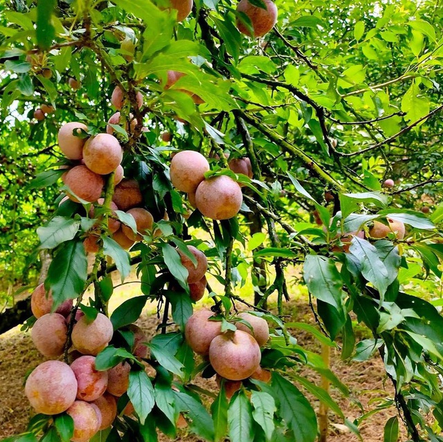 Những món ăn giết sâu bọ trong ngày Tết Đoan ngọ - Ảnh 6.