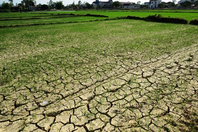 Nghệ An: Nắng nóng kéo dài, nguy cơ hơn 10 ngàn ha lúa gặp hạn - Ảnh 1.