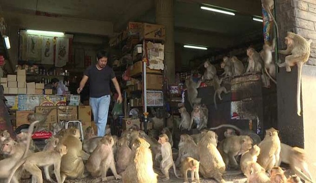 Khỉ cuồng sex đổ xuống đường l&agrave;m loạn - Ảnh 1.