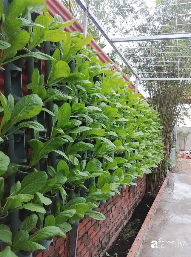 Không có đất trồng rau, mẹ đảm ở Sài Gòn vẫn tạo ra được vườn rau sạch trên tường nhờ tận dụng ống nhựa bỏ đi - Ảnh 1.