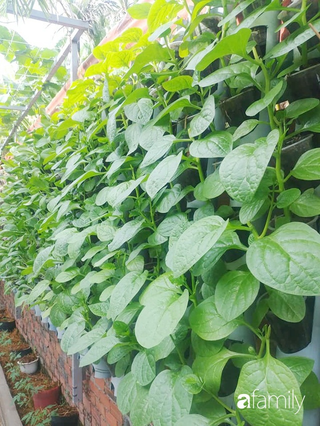Không có đất trồng rau, mẹ đảm ở Sài Gòn vẫn tạo ra được vườn rau sạch trên tường nhờ tận dụng ống nhựa bỏ đi - Ảnh 7.