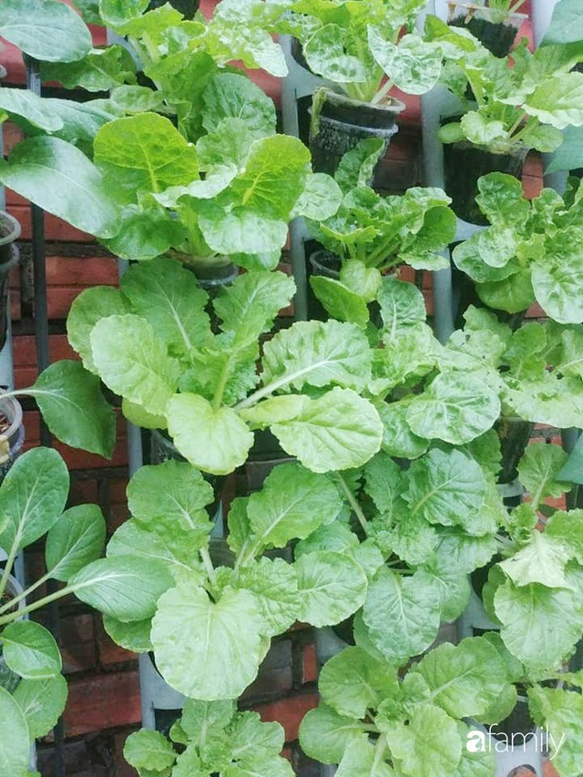 Không có đất trồng rau, mẹ đảm ở Sài Gòn vẫn tạo ra được vườn rau sạch trên tường nhờ tận dụng ống nhựa bỏ đi - Ảnh 8.