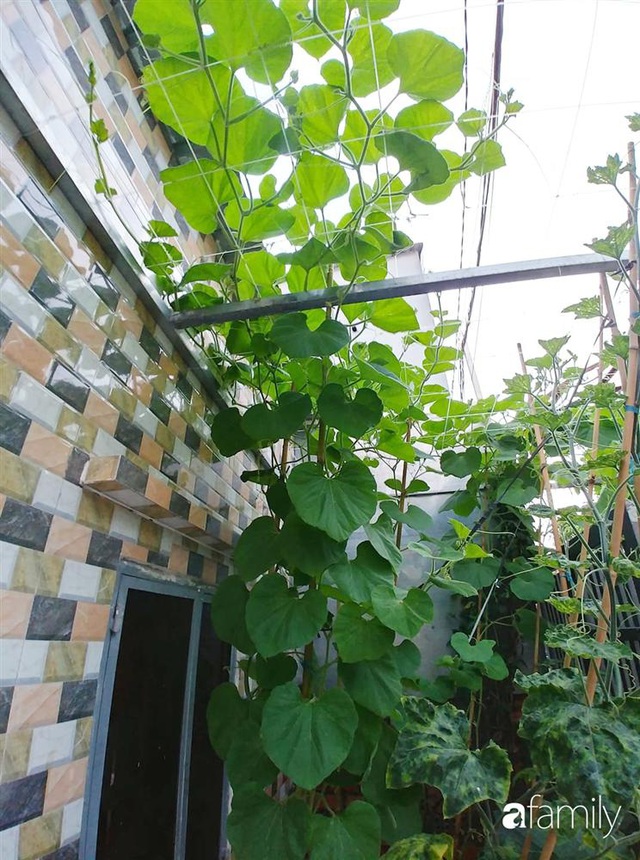 Không có đất trồng rau, mẹ đảm ở Sài Gòn vẫn tạo ra được vườn rau sạch trên tường nhờ tận dụng ống nhựa bỏ đi - Ảnh 9.