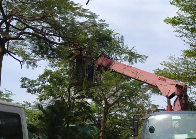 Sau phản ánh, đơn vị chức năng tiến hành cắt tỉa cây xanh tại KĐT Nam Trung Yên - Hà Nội - Ảnh 4.