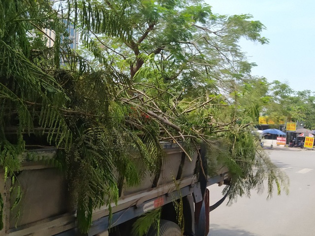 Sau phản ánh, đơn vị chức năng tiến hành cắt tỉa cây xanh tại KĐT Nam Trung Yên - Hà Nội - Ảnh 6.