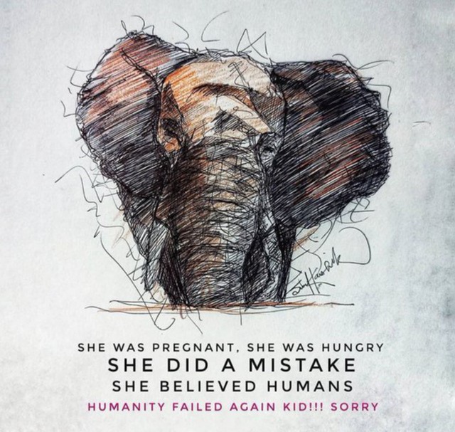 Dân mạng phẫn nộ vì voi mẹ mang thai chết khi ăn dứa nhồi thuốc nổ - Ảnh 5.