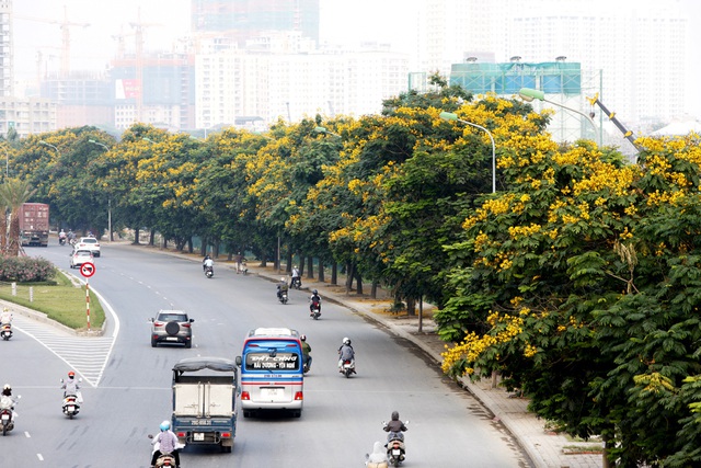 Ngắm hoa điệp nở vàng rực nhiều góc phố Hà Nội - Ảnh 1.