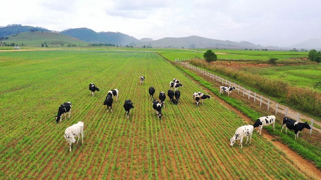 Chìa khóa để Vinamilk vững vàng trong top “50 công ty niêm yết tốt nhất Việt Nam” 8 năm liền - Ảnh 2.