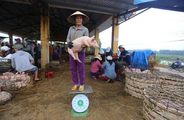 Bán heo theo cách kỳ lạ: Bồng heo đứng lên cân ở chợ chờ người đến mặc cả - Ảnh 1. Bán heo theo cách kỳ lạ: Bồng heo đứng lên cân ở chợ chờ người đến mặc cả - Ảnh 1.
