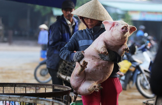 Bán heo theo cách kỳ lạ: Bồng heo đứng lên cân ở chợ chờ người đến mặc cả - Ảnh 2. Bán heo theo cách kỳ lạ: Bồng heo đứng lên cân ở chợ chờ người đến mặc cả - Ảnh 2.