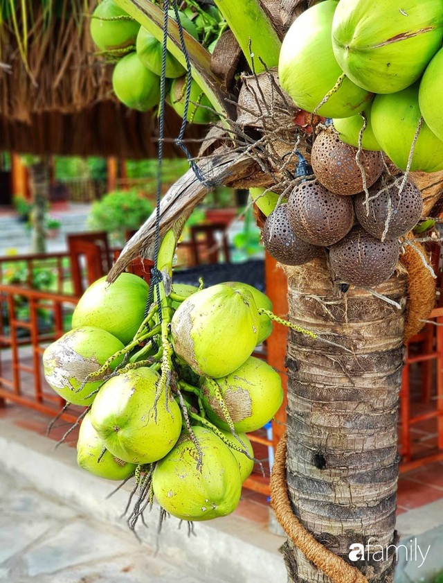 Ngôi nhà làm từ 4000 trái dừa có chi phí xây dựng lên đến 6 tỷ ở Vĩnh Long và tâm nguyện của chủ nhà khiến ai cũng bất ngờ - Ảnh 28.