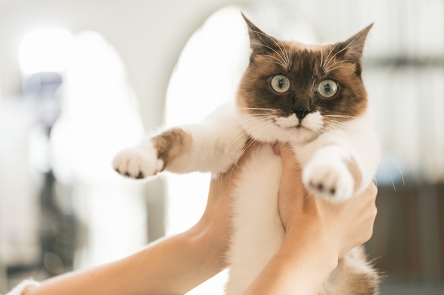 Đ&atilde; đến l&uacute;c m&egrave;o cũng c&oacute; t&atilde; d&agrave;nh ri&ecirc;ng cho ch&uacute;ng - Ảnh 3.