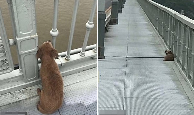 Xót xa: Chó đợi trên cầu 4 ngày sau khi chứng kiến chủ tự tử - Ảnh 1.