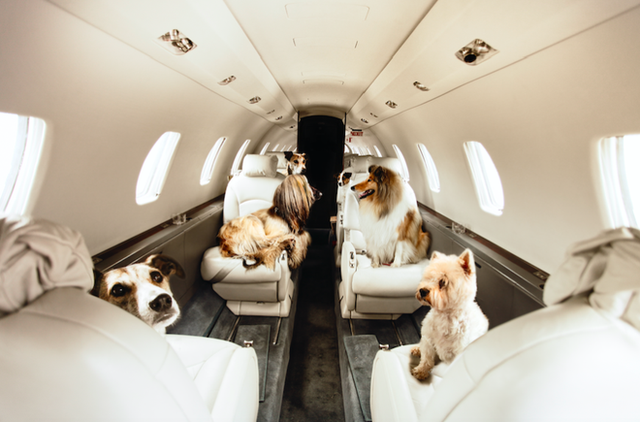 Bỏ trăm triệu thuê máy bay đưa thú cưng về tránh dịch - Ảnh 1.