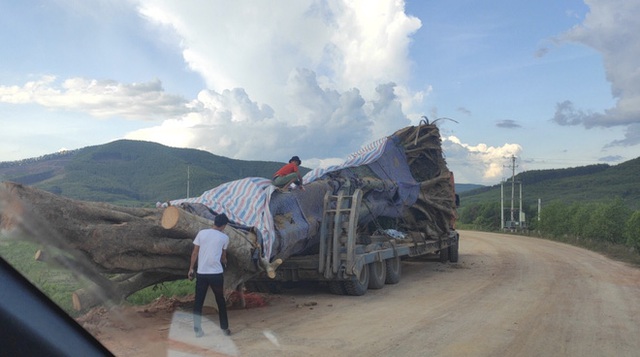  Xôn xao hình ảnh xe chở cây quái thú băng băng chạy trên đường ở Nghệ An - Ảnh 1.