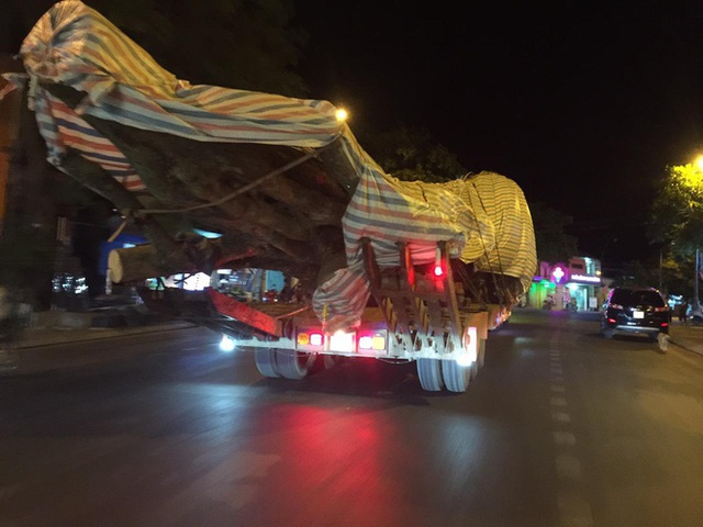  Xôn xao hình ảnh xe chở cây quái thú băng băng chạy trên đường ở Nghệ An - Ảnh 7.