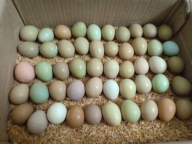 Bất ngờ loại trứng xanh đỏ khác lạ, giá đắt gấp 15 lần trứng gà - Ảnh 2.